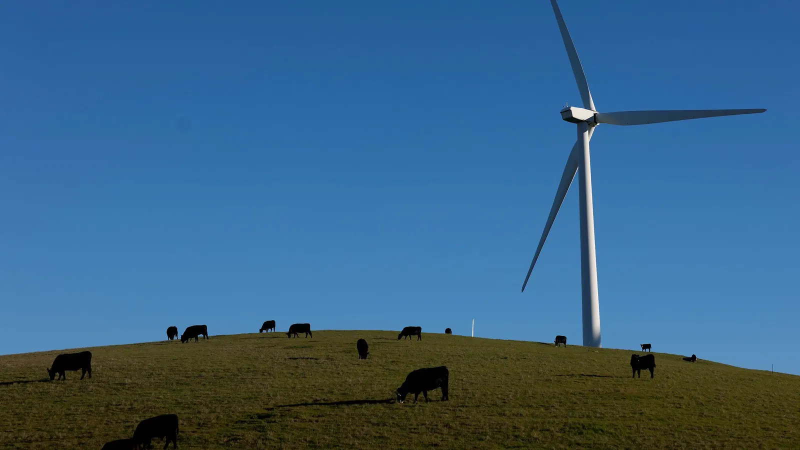 Renewable PPA prices climb 9% in 2025 as energy storage agreements surge
